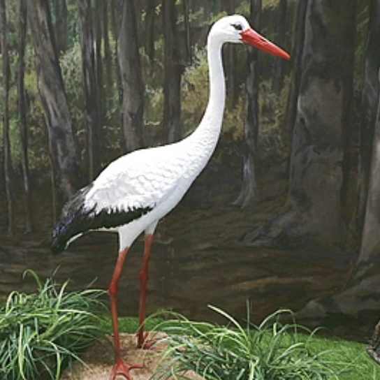 Cigogne - 137cm