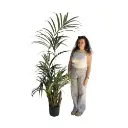 Plante kentia - 200 à 220cm