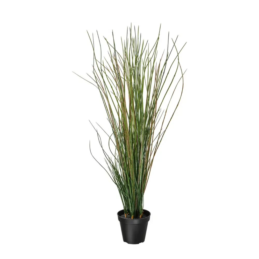 Plante grasse en pot - 100cm