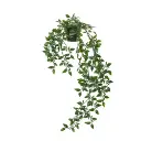 Plante tombante en pot - 60cm