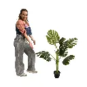 Plante monstera - 100 à 120cm