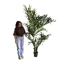 Plante kentia - 240cm
