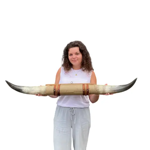 [locfar63] Cornes de vache - 98cm