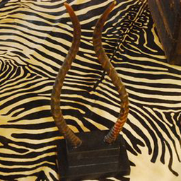 [locafr39] Cornes d'antilope - 84cm
