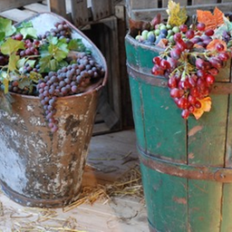 [locprv15] Panier cueillette raisin - 100cm