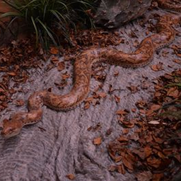 [locsau92] Anaconda - 250cm
