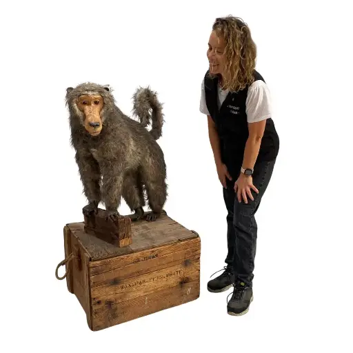 [locsau8] Singe babouin - 120cm