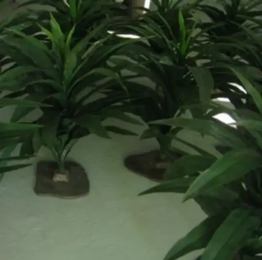 [locjun30] Plante - 75cm