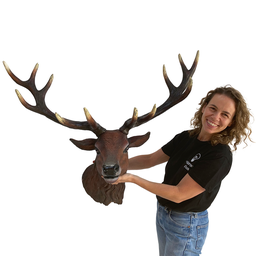 [locsau33] Trophée de Chasse Cerf - 91cm