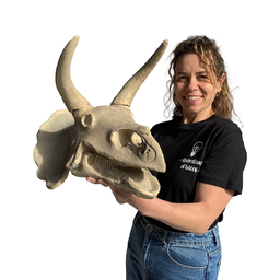 [locdin12] Crâne de Tricératops - 35cm