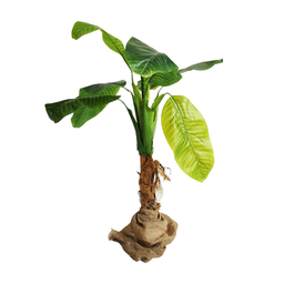 [locveg4] Bananier - 90cm