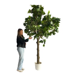 [locveg5] Arbre platane - 260cm