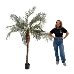 [locveg6] Palmier - 210cm