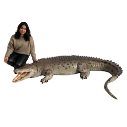 [locsau36] Crocodile - 210cm