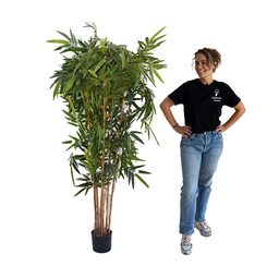 [locveg10] Bambou - 180 à 230cm