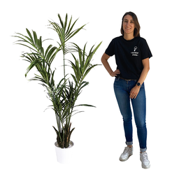 [locjun51] Plante Kentia - 140 à 160cm