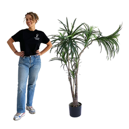 [locjun57] Plante dracena - 130 à 170cm