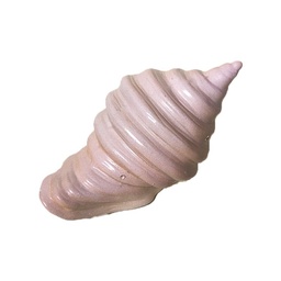 [locexp24] Coquillage rose - 13cm