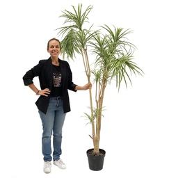 [locveg26] Plante dracena - 240cm
