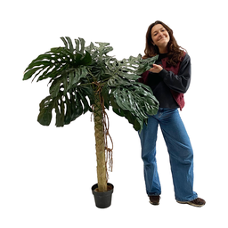 [locveg32] Plante monstera - 155cm