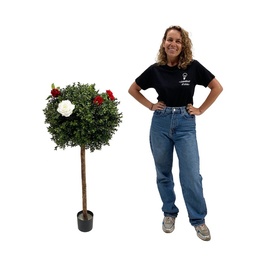 [locveg53] Buis boule fleuri - 120/150cm