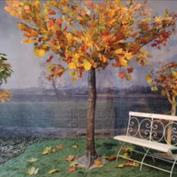 [locveg40] Arbre / Érable d'automne - 335cm
