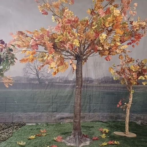 [locveg40] Arbre / Érable d'automne - 335cm