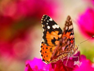 Libérateur d'idées, décoration événementielle - Animaux / insectes