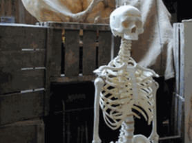 Squelette - Libérateur d'idées, décoration événementielle