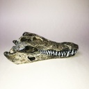 Curiosité : squelette de crane d'alligator