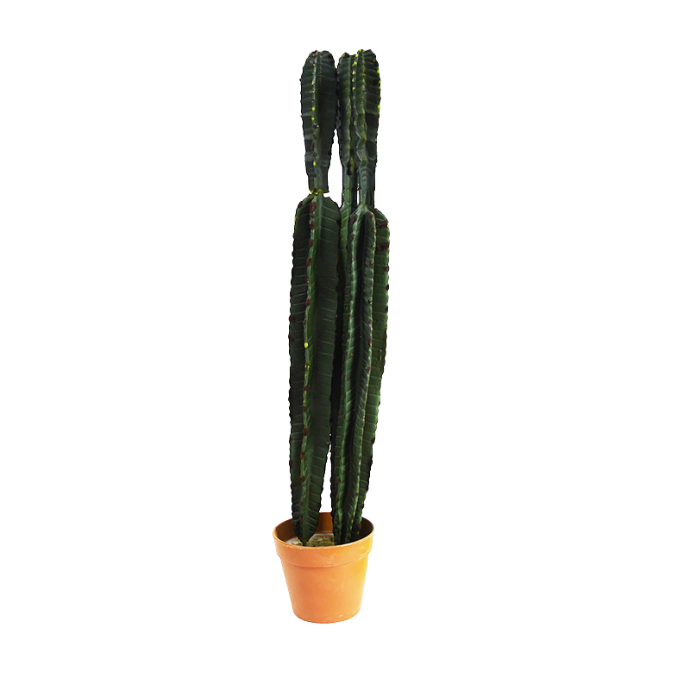 Cactus 72cm