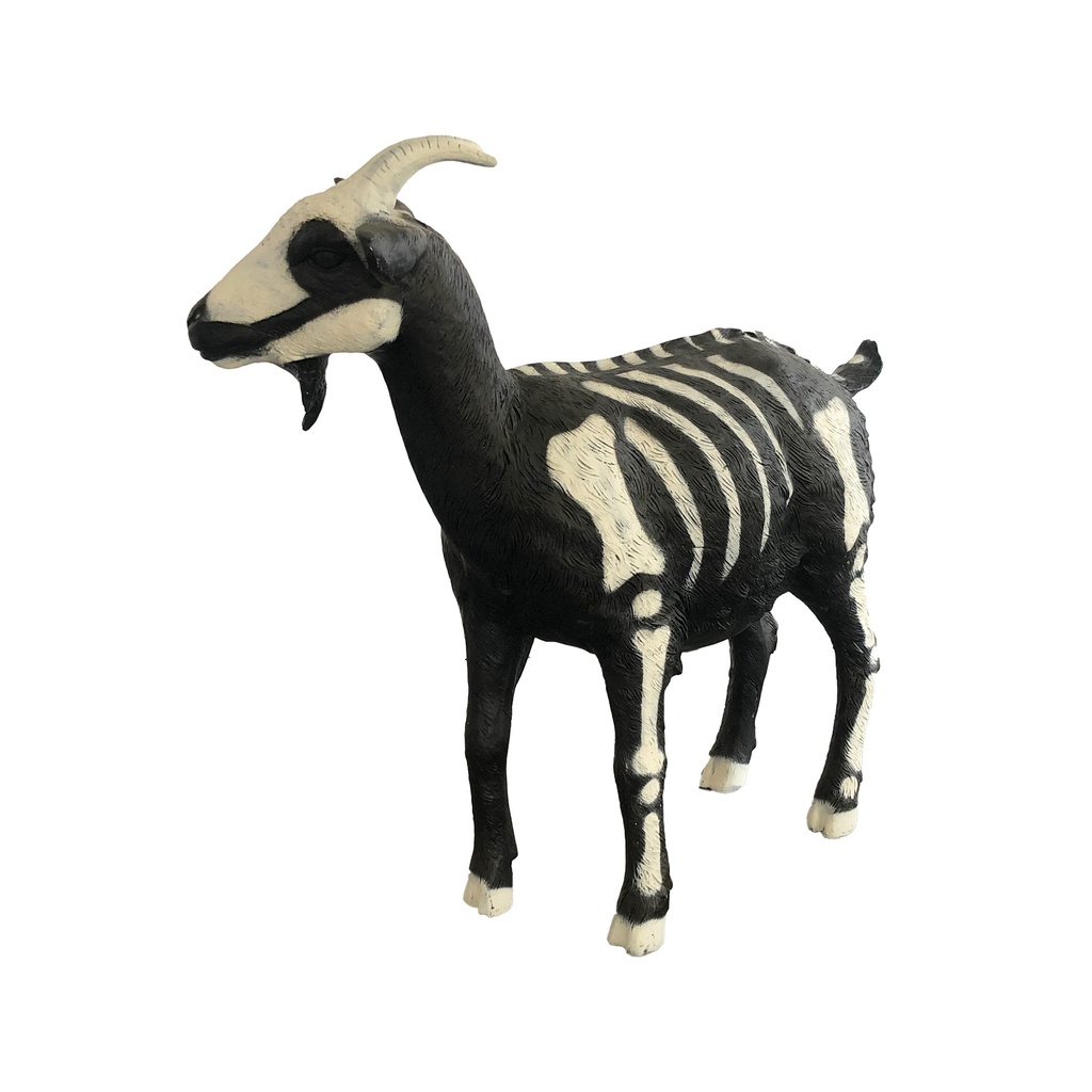 Chèvre squelette