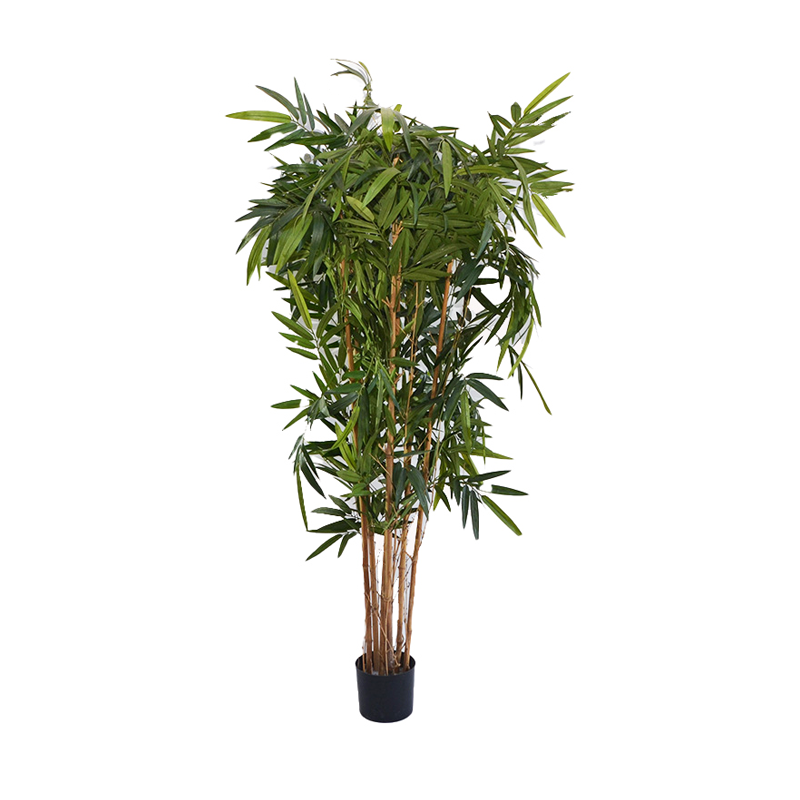 Bambou - 170cm
