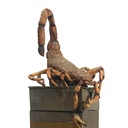Scorpion sur caisse - 210cm