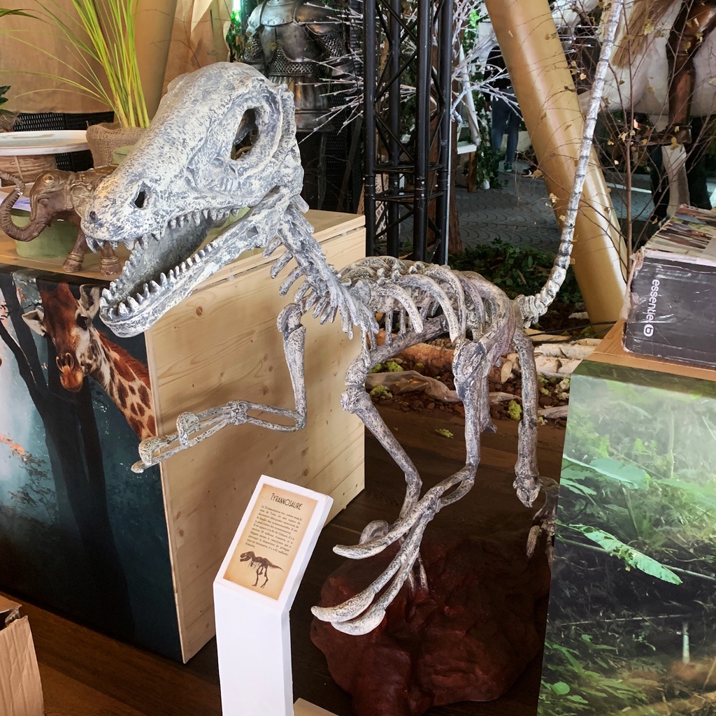 Squelette de dinosaure velociraptor - 185cm