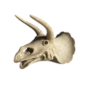 Crâne de Tricératops - 35cm