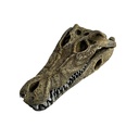 Curiosité : crane d'alligator - 24cm