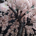 Cerisier sur rocher - 350cm