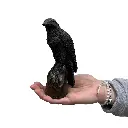 Libérateur d'idées (49).webp