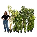 [locveg21] Kit végétation mixte - XL.webp