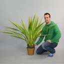 Plante, Agave 125cm