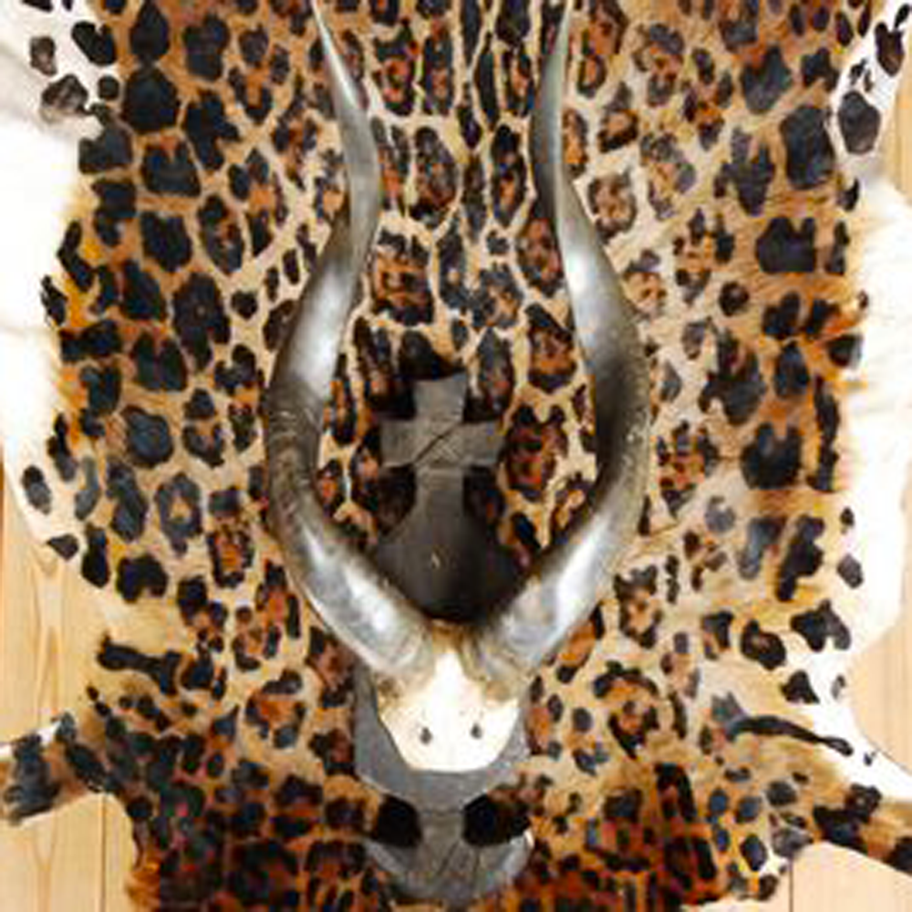 Cornes d'antilope 65cm