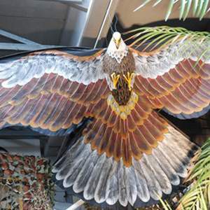 Aigle, cerf-volant - 170cm