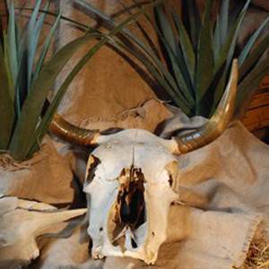 Crâne de vache 50cm