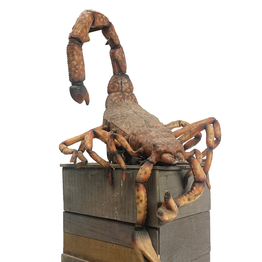 Scorpion sur caisse - 210cm