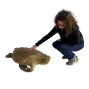 Tortue des mers - 100cm