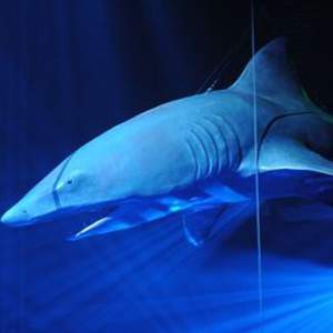 Requin blanc - 530cm