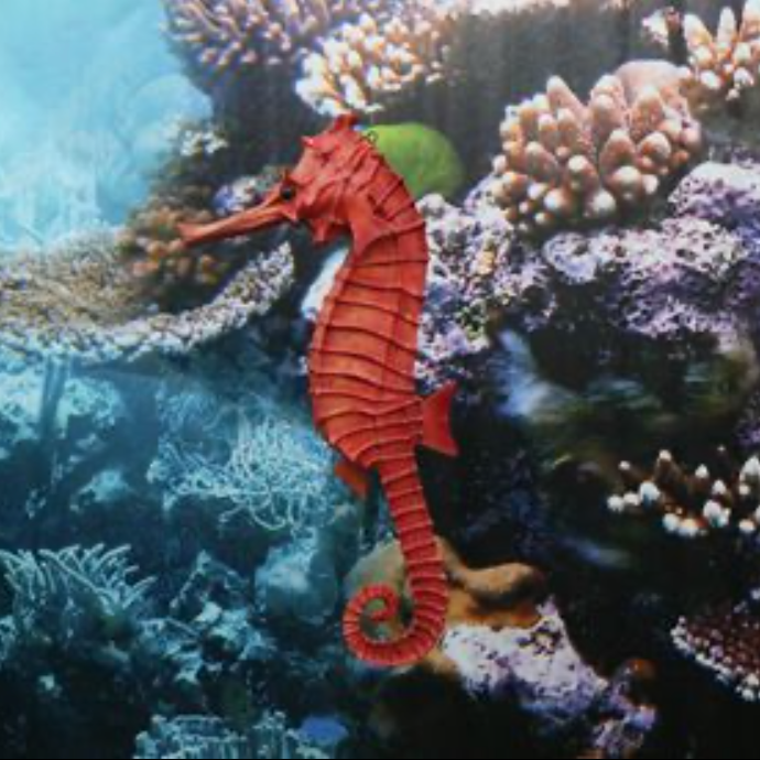 Hippocampe - 104cm