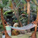 [locpla31] 2 palmiers avec hamac - 300cm
