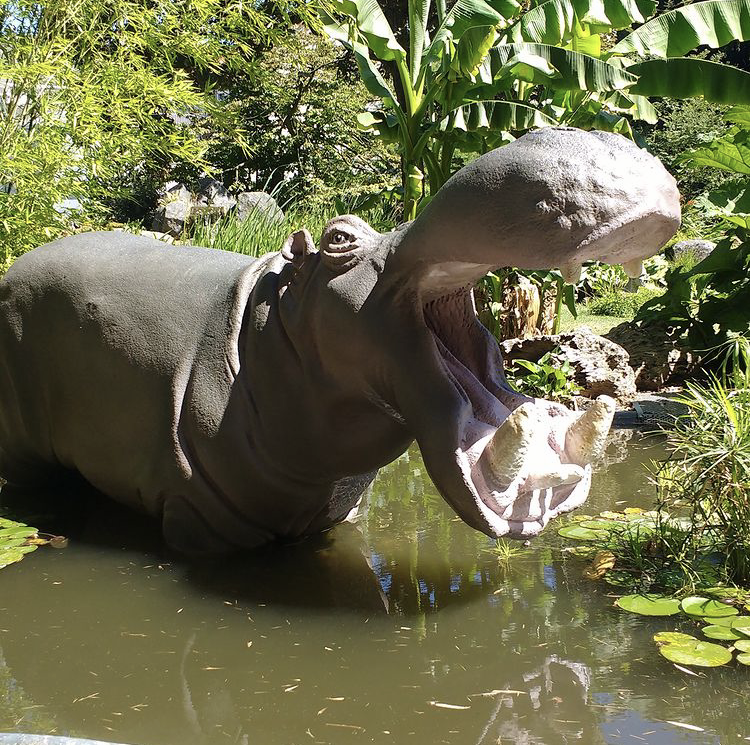 Hippopotame - 170cm